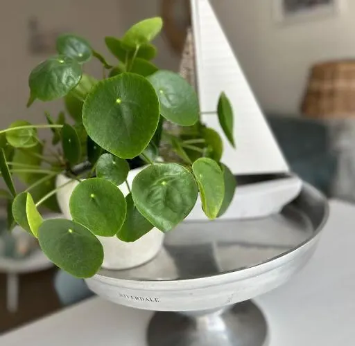 Have A Stay! - Voila! - At 500m- Free Parking *